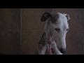 A galgos petition