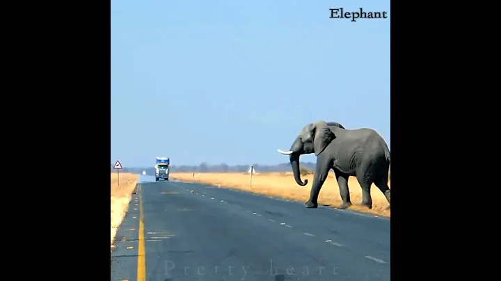 Elephant Attack | 😳 Elephant Short video #shorts #ytshorts #trend