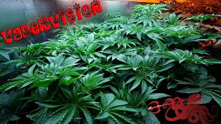 Vegetation Engage for Vader OG Kush selection round for breeding!