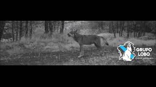 Aullido lobo ibérico en Galicia