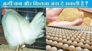 मुर्गी कब से और कितना अंडा दे सकती है ? LAYER का आहार प्रबंधन कैसा हो ।