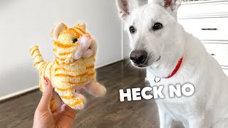 My Dog Reacts to Moving Cat Toy