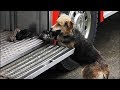 Собака выносила щенков из огня в пожарную машину, умоляя людей спасти ее деток
