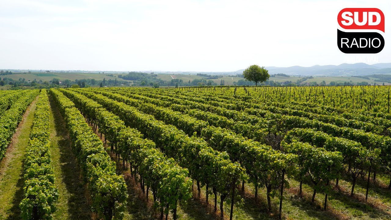 L’évolution du monde du vin en 20 ans