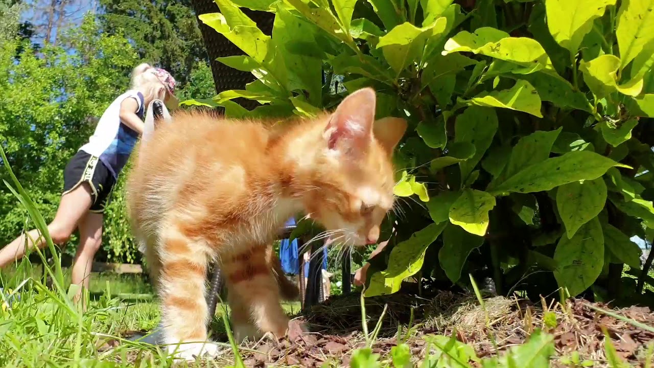 Home kittens explore the wild for the first time YouTube