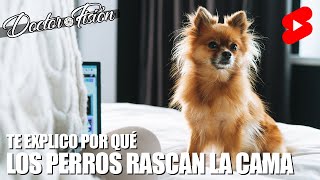 Por Qué Los Perros Rascan La Cama? 