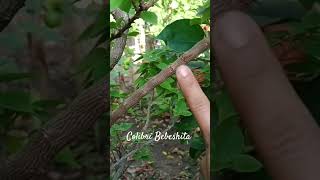 Full Video On Air Layering Here