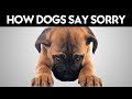 How Dogs Say Sorry! (Might Surprise You)