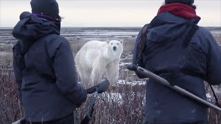 Fight between a polar bear and a man. Bear attacks