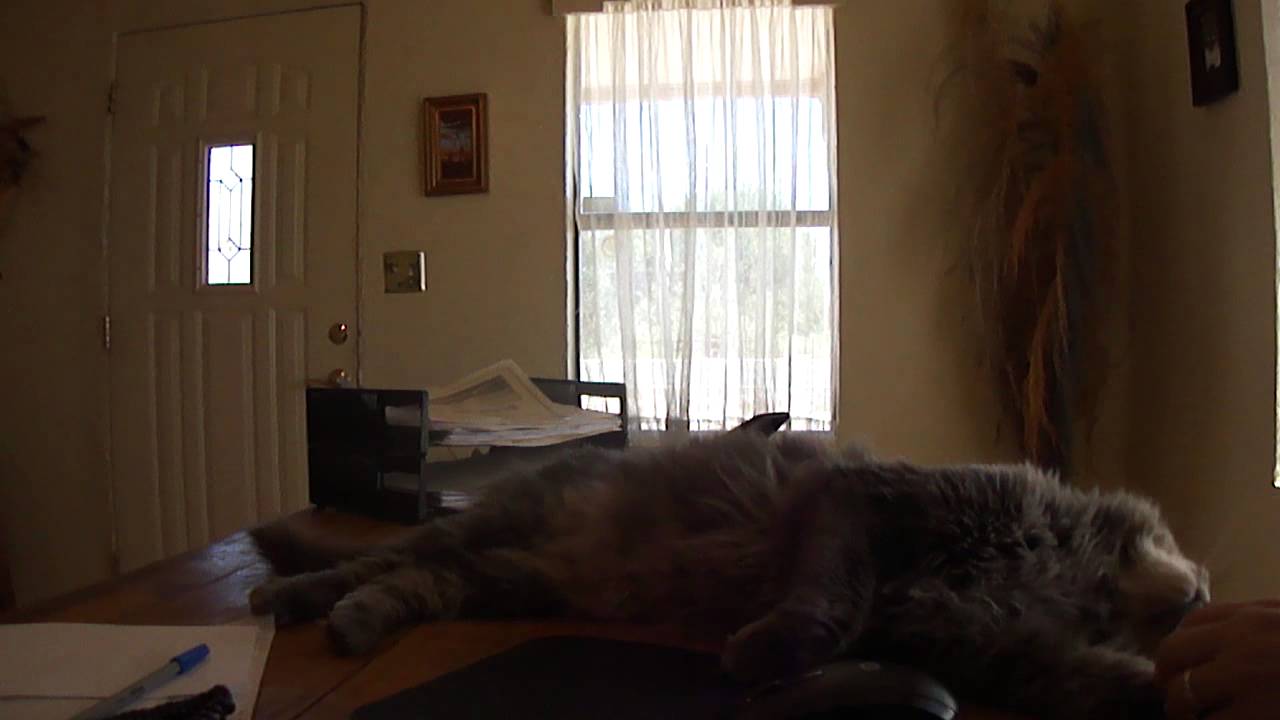 Too Much Of A Loving Cat YouTube