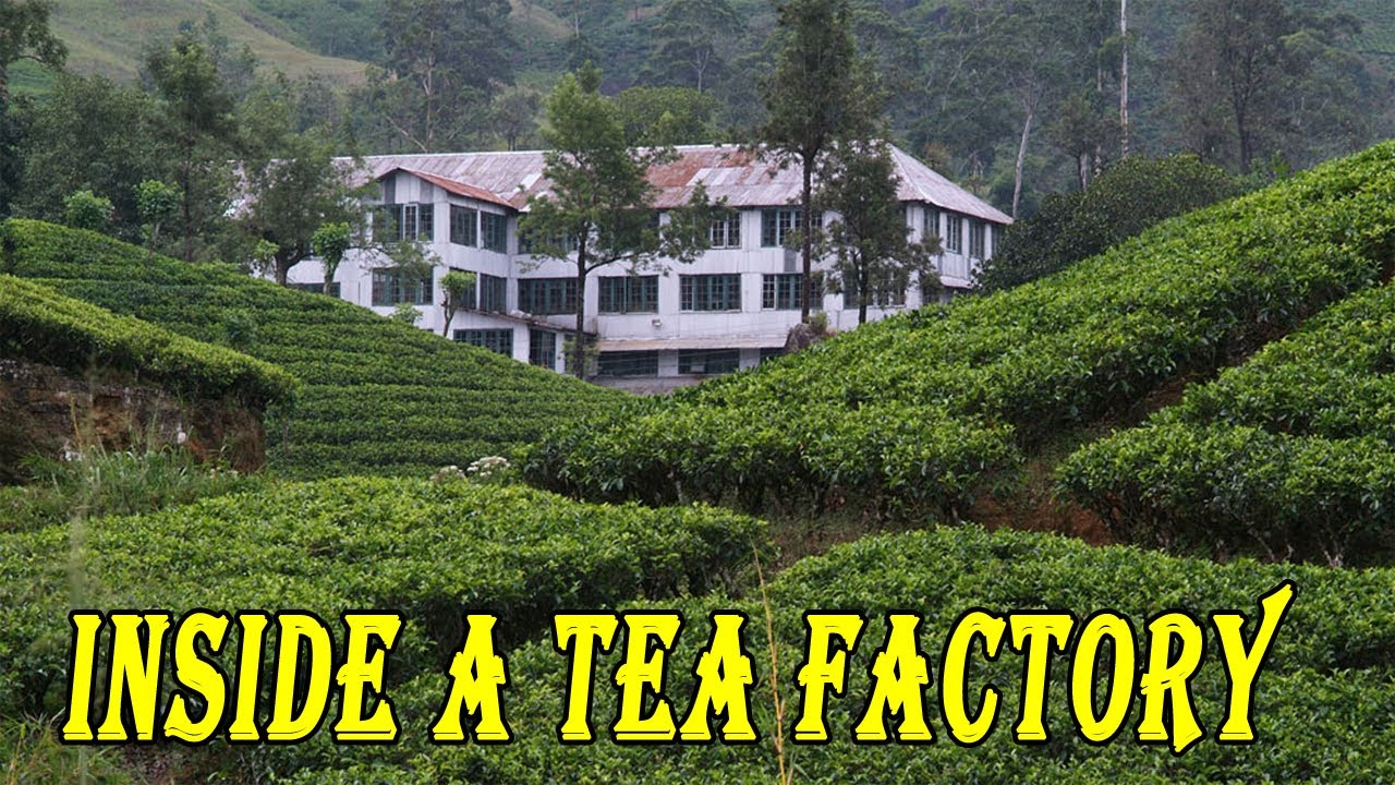Tea Manufacturing Process | dothal oya tea factory sri lanka | Ceylon ...
