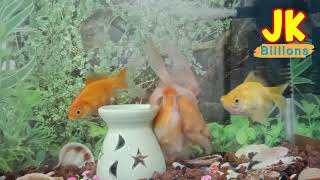 شاهد ماذا تفعل أسماك الزينة - Watch what the aquarium fish do