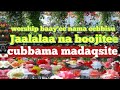 Jaalalaa Na Boojitee 