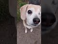 Habe ich einen Hund mitgenommen?🥹