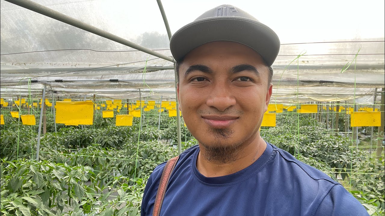 Kenali Kesan Serangan Serangga Thrip Pada Pokok Cili