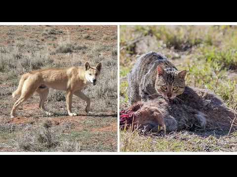 5 Heartwarming Facts About Dingos