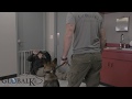 Global k9 protection services