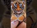 Cute little tiger🐅 😍#shorts #viralshorts #trending #youtubeshorts #status #youtube #ytshorts #video