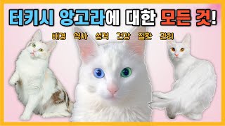 터키시 앙고라에 대한 모든 정보! [고양이 품종 특징]