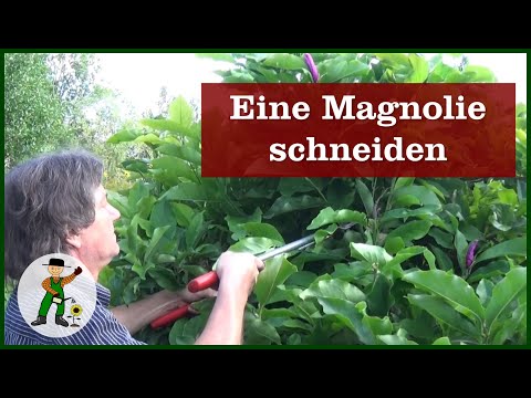 Video: Einen Magnolienbaum beschneiden - Tipps zum Beschneiden von Magnolienbäumen