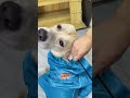 Try this pet drying bag if your pet hate dryer after bathing.#pets #petdryer #petbath #supetspaw