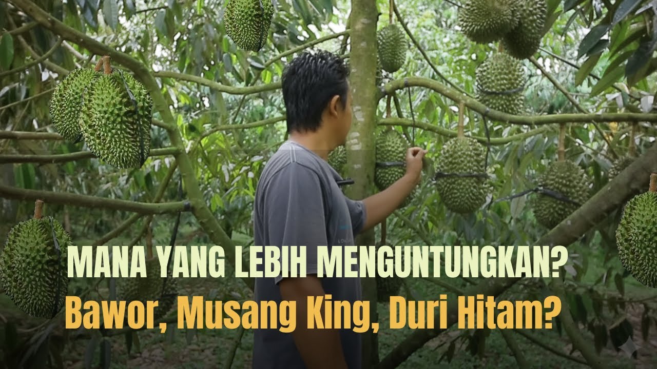 MANA YANG LEBIH MENGUNTUNGKAN? DURIAN BAWOR, MUSANG KING, ATAU DURI HITAM?