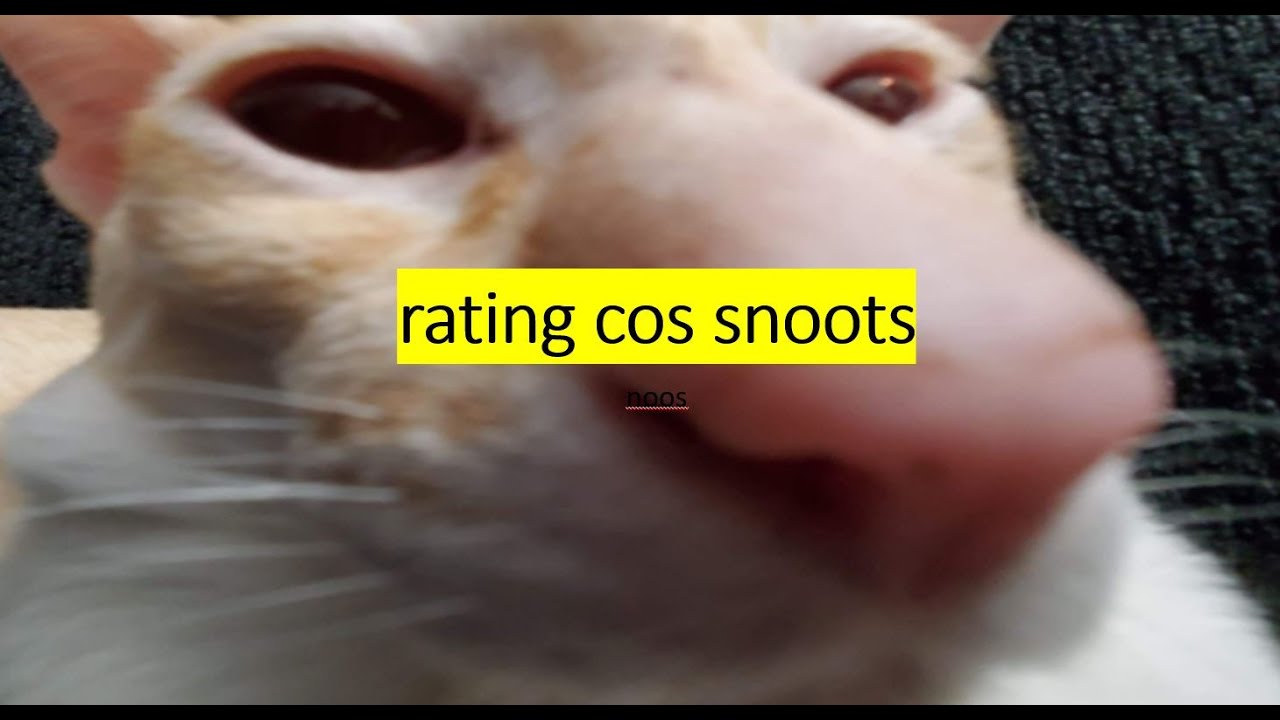 Creatures of Sonaria - Snoot Rating😼🐶