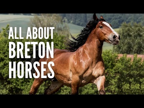 Βίντεο: Dartmoor Pony