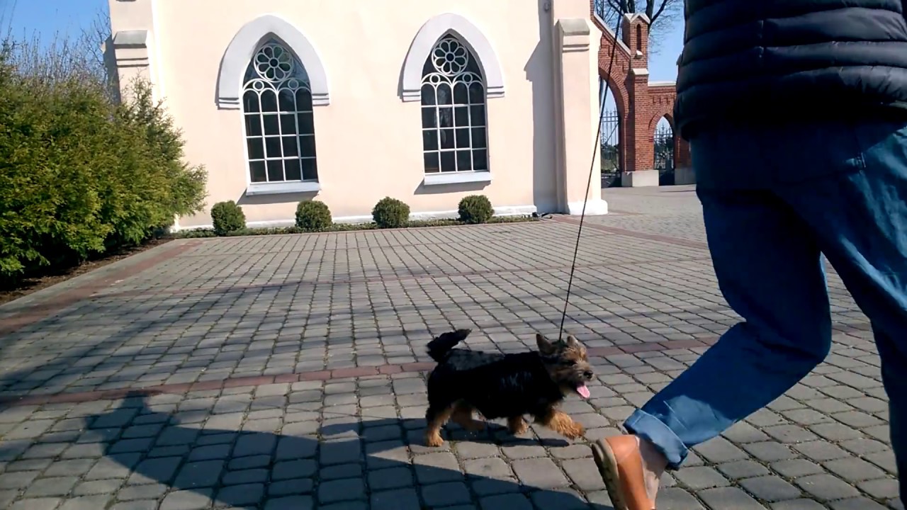 Alta Carya FCI PRALINKA