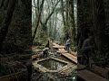 Dirty Swamp Forest → Zen Paradise 🌿✨ Watch the unreal transformation! #beforeandafter