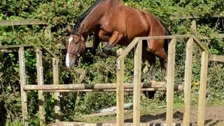 Viewing Alfie 28/7/12