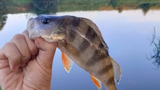 ВОДА БУРЛИТ И РЫБА ПЛЕЩЕТСЯ • Рыбалка на реке Осётр | Мой ТРОФЕЙНЫЙ ОКУНЬ!
