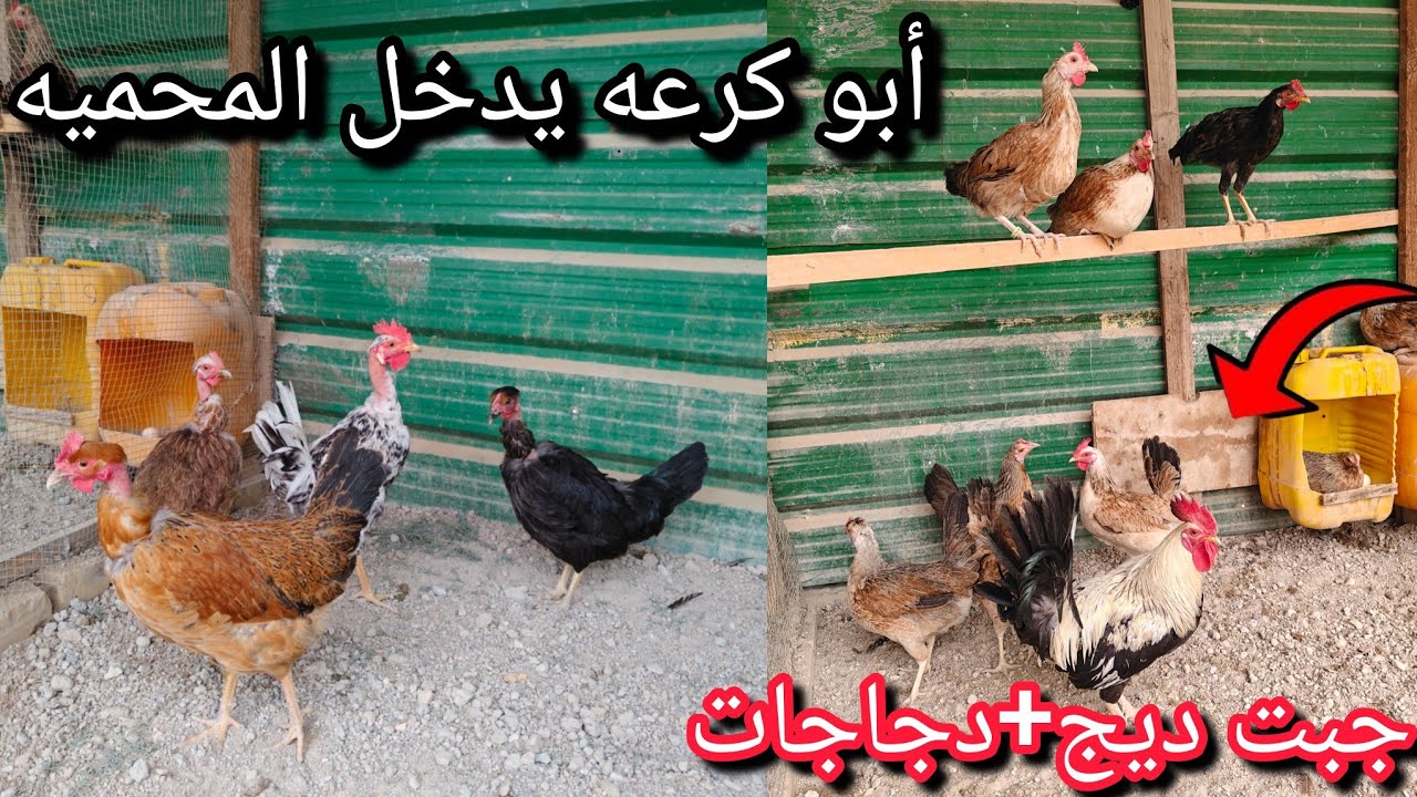 جبت دجاجات🐔أبو ركيبه وجبت ديج🐓ودجاجات طلعت الديوجه🐓