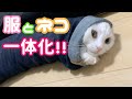服と一体化しちゃった猫ｗ
