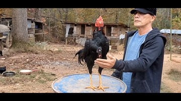 Thaum Qaib Sib Ncaw Koj Saib Pom Zoo Li Cas*??