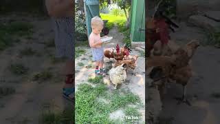 Ребенок кормить курей