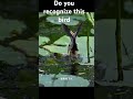 Do you recognize these rare birds?