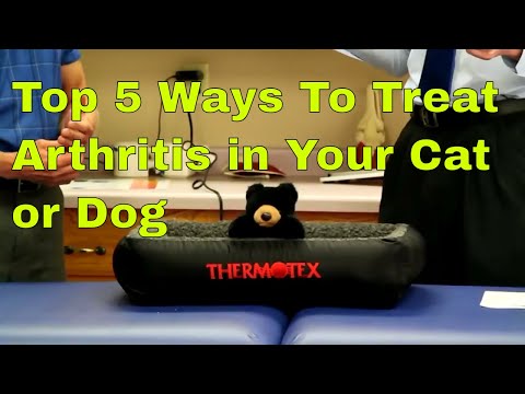 top-5-ways-to-treat-arthritis-in-your-cat-or-dog-(without-surgery)