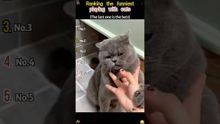 #cat #cute#fyp #kitten #omg#cat #cats #catslovers #funnyanimals