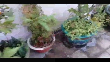 Lắp đặt hệ thống tưới cây cảnh khay rau sân thượng ban công hẹn giờ tự động dùng pin ống 12ly 6ly