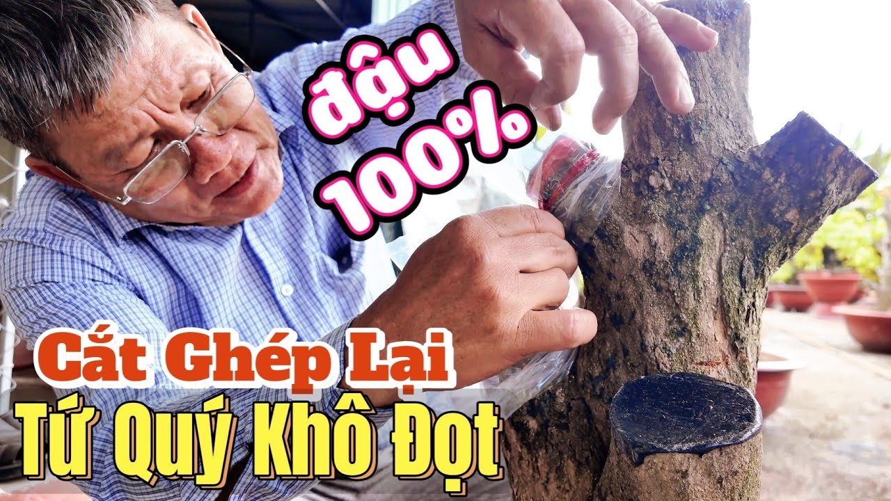 Kỹ Thuật Ghép Phôi Mới Kéo Nhựa: Út Đực xả cây tứ quý ghép SBSL khô đọt, ghép lại SBSG bao đậu 100%