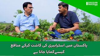 How to grow Strawberries in Pakistan and How to Make Profit | Kissan Ka Pakistan screenshot 2