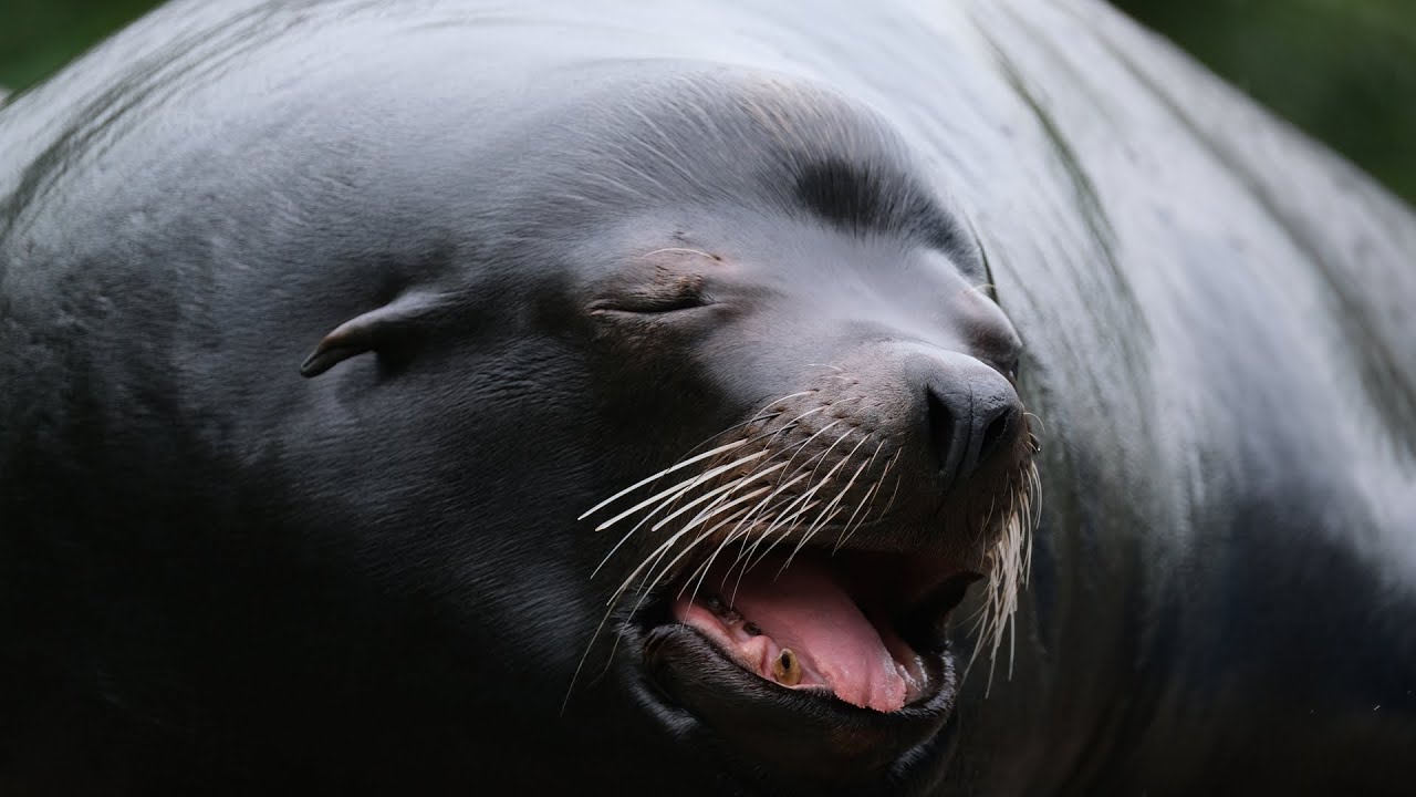 A laughing sea lion and a running meerkat YouTube