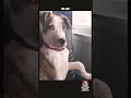 Funny Animal Voice Comedy Voiceover Funny Animals Dog Funny Animal Voice Comedy Voiceover Funny Animals Dog
