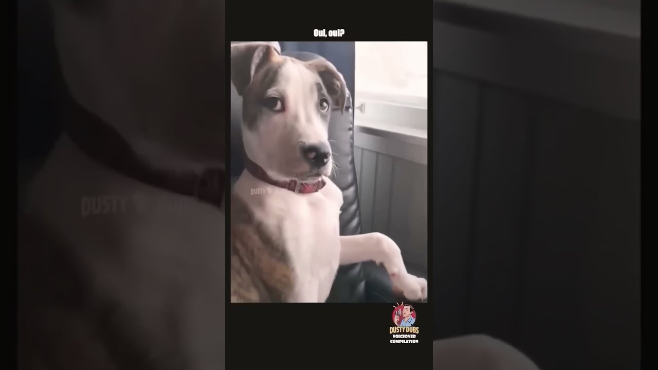 Funny Animal Voice Comedy Voiceover Animals Dog
