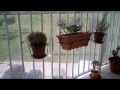 Cuida tus plantas contra el viento