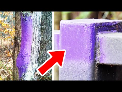 Video: Co znamená fialová barva na stromech?
