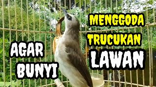 Suara burung trucuk gacor Menggoda lawan Pancingan trucuk betina memanggil jantan agar bunyi