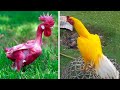 7 Razas de Gallos Más Exóticos del Mundo