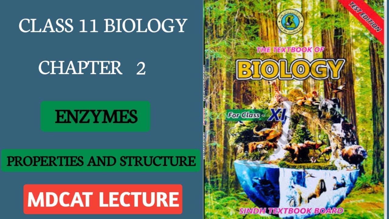 Enzymes Properties || Enzymes Structure || Mdcat lecture Enzymes ...
